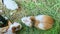 Top view closeup decorative guinea pigs eat green grass