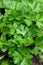 Top view closeup of fresh Italian parsley Petroselinum crispum plant growing in a urban garden