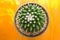 Top view closeup green Cactus. Fashion pattern. Art Gallery Minimal. on yellow background .