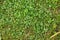 Top view closeup of green grass with tiny clover leaves and tree branches