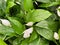 Top view closeup of green leaves spathiphyllum with white blossoms