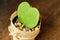 Top view and closeup HOYA CACTUS in sackcloth flower pot on wooden table background