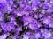 Top view closeup on isoalted carpet of blue purple flowers camapnula portenschlagiana for natural floral backgrounds