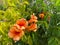 Top view closeup of isolated  beautiful orange yellow color bush trumpet flowers campsis tagliabuana with green leaves