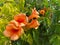 Top view closeup of isolated  beautiful orange yellow color bush trumpet flowers campsis tagliabuana with green leaves