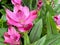 Top view closeup of isolated beautiful pink turmeric flowers curcuma aromatica with green leaves