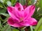 Top view closeup of isolated beautiful pink turmeric flowers curcuma aromatica with green leaves