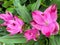 Top view closeup of isolated beautiful pink turmeric flowers curcuma aromatica with green leaves