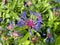 Top view closeup of isolated beautiful purple blue flower head centaure montana with green leaves