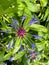 Top view closeup of isolated beautiful purple blue flower head centaure montana with green leaves