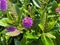 Top view closeup of isolated beautiful purple shrub veronica flowers hebe addenda with green leaves