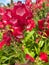 Top view closeup of isolated  beautiful red bush flowers penstemon barbatus coccineus with green leaves