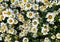 Top view closeup of isolated field with countless beautiful white yellow daisy flowers leucanthemum  with green leaves for