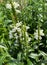 Top view closeup of isolated field with white flowers physostegia virginiana with green leaves