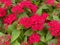 Top view closeup on isolated red purple flowers pentas lanceolata with green leaves