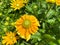 Top view closeup of isolated yellow flowers rudbeckia prairie sun with green leaves