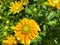 Top view closeup of isolated yellow flowers rudbeckia prairie sun with green leaves