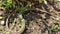 Top view closeup of lizards fighting on a soil ground