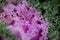 Top view closeup ornamental cabbage