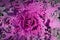 Top view closeup ornamental cabbage