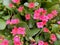 Top view closeup of pink blossoms kalanchoe calanday with green leaves