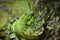 Top view closeup shot of a sleeping iguana inside it`s home