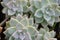 Top view closeup of the succulent plant called Graptopetalum