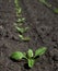 Top view closeup of sugar beet sprouts