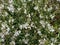 Top view closeup of white flowers gaura lindheimeri belleza with green leaves