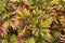 Top view of Coleus Forskohlii, Painted Nettle or Plectranthus scutellarioides is a Thai herb in the garden.