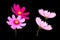 Top view, Collection four cosmos flower violet and white color flower blossom blooming isolated on black background for stock