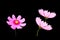 Top view, Collection three cosmos flower violet and white color flower blossom blooming isolated on black background for stock