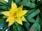 Top view of colorful Bromeliad plant.