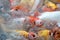Top view of colorful fancy Koi carp fish symbols of good luck