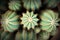 Top view colorful  flowers green cactus with white hair and gold thorn texture pattern blooming in garden