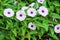 Top view colorful flowers of Ipomoea aquatica or morning glory blooming in farm herbaceous plant convolvulaceae herbaceous