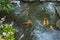 Top view of colorful Koi fishes swimming in the pond