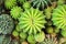 Top view colorful multicolored green cactus group natural patterns texture for background , ornamental plants