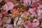 Top view of Colorful ornamental leaves of Caladium or Angel Wings or Heart of Jesus and elephant ear , The tropical foliage plant