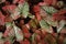 Top view of Colorful ornamental leaves of Caladium or Angel Wings or Heart of Jesus and elephant ear,The tropical foliage plant fo