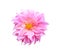 Top view colorful ornamental pink or purple dahlia flower blooming with yellow pollen isolated on white background with clipping