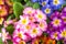 Top view of colorful primroses