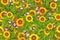 Top view of colorful sunflowers in a field on a sunny day for wallpapers