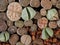 Top view of colorful and unique Lithops