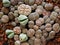 Top view of colorful and unique lithops