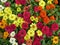 Top view of colorful zinnia flowers in a garden