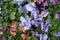 Top view of colourful pansies in a suburban garden. Photographed in April.