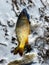 Top view common carp Eurasian carp or European carp on snowy bank of Grapevine Lake, Texas, USA with sunny clear blue-sky