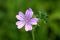 Top view of Common mallow or Malva sylvestris herb plant with closed flower bud and bright pinkish purple with dark stripes flower