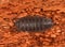 Top view of a Common rough woodlouse isolated on a red background